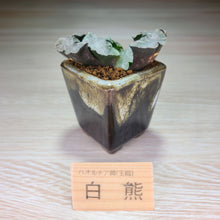 画像をギャラリービューアに読み込む, 【一点物】ハオルチア・玉扇・白熊 2号 美濃焼(四角鉢)セット