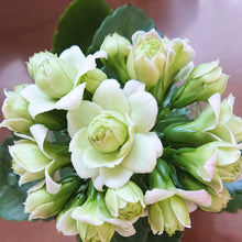 画像をギャラリービューアに読み込む, 【予約商品:3/8発送分】カランコエ・パリホワイト スフィア陶器鉢セット 5号