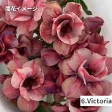 画像をギャラリービューアに読み込む, 【限定100個】アデニウム 抜き苗(裸株)