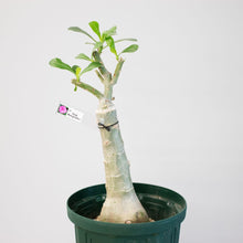 画像をギャラリービューアに読み込む, アデニウム・オベスム 6号