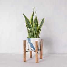 画像をギャラリービューアに読み込む, サンスベリア・ローレンティー(トラノオ) 5号 マーブル鉢カバー&ポットスタンドセット