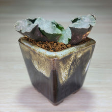 画像をギャラリービューアに読み込む, 【一点物】ハオルチア・玉扇・白熊 2号 美濃焼(四角鉢)セット