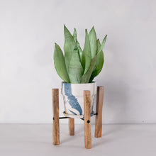 画像をギャラリービューアに読み込む, サンスベリア・ムーンシャイン 5号 マーブル鉢カバー&ポットスタンドセット