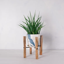 画像をギャラリービューアに読み込む, サンスベリア・ファーンウッド 5号 マーブル鉢カバー&ポットスタンドセット