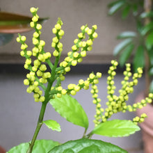 画像をギャラリービューアに読み込む, 【販売期間:7月31日まで】茶蘭(チャラン) 吊鉢 6号 1鉢