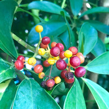 画像をギャラリービューアに読み込む, ホンコンカポック(シェフレラ) 5号 アーバンプランツポットセット