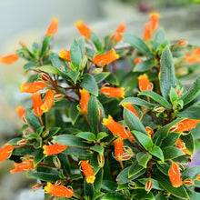 画像をギャラリービューアに読み込む, 【予約商品:10/6発送分】シーマニア・ジャックランタン 4号 1鉢