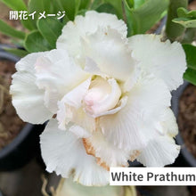 画像をギャラリービューアに読み込む, アデニウム・オベスム 4.5号