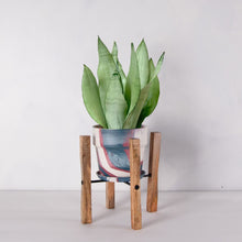 画像をギャラリービューアに読み込む, サンスベリア・ムーンシャイン 5号 マーブル鉢カバー&ポットスタンドセット