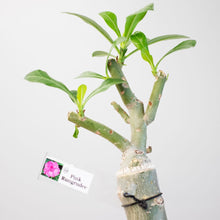 画像をギャラリービューアに読み込む, アデニウム・オベスム 6号