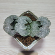 画像をギャラリービューアに読み込む, 【一点物】ハオルチア・玉扇・白熊 2号 美濃焼(四角鉢)セット