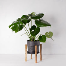 画像をギャラリービューアに読み込む, モンステラ・アダンソニー 6号 シンプルな鉢カバー&ポットスタンドセット