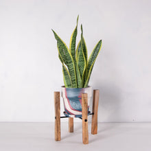 画像をギャラリービューアに読み込む, サンスベリア・ローレンティー(トラノオ) 5号 マーブル鉢カバー&ポットスタンドセット