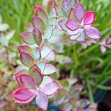 画像をギャラリービューアに読み込む, 【予約商品:11/17発送】ネイティブブルーベリー・プリティ 5号 1鉢