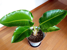 画像をギャラリービューアに読み込む, ストレリチア・オーガスタ 7号 フレックスポット鉢カバーセット