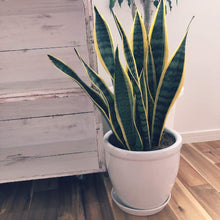 画像をギャラリービューアに読み込む, 【ラッピング&木札付き】サンスベリア・ローレンティー 7号 ギフトにおすすめ 鉢カバーセット 開店・開業祝い/移転・引っ越し祝い/誕生日祝い