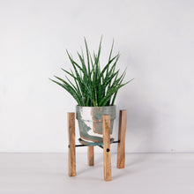 画像をギャラリービューアに読み込む, サンスベリア・ファーンウッド 5号 マーブル鉢カバー&ポットスタンドセット