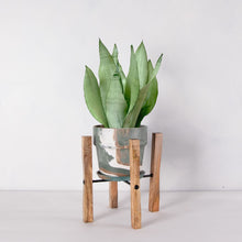 画像をギャラリービューアに読み込む, サンスベリア・ムーンシャイン 5号 マーブル鉢カバー&ポットスタンドセット