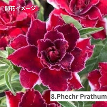 画像をギャラリービューアに読み込む, 【限定100個】アデニウム 抜き苗(裸株)