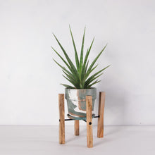 画像をギャラリービューアに読み込む, サンスベリア・シルバーニンフ 5号 マーブル鉢カバー&ポットスタンドセット