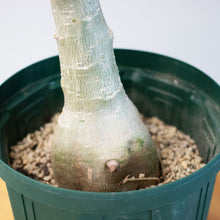 画像をギャラリービューアに読み込む, アデニウム・オベスム 6号