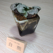 画像をギャラリービューアに読み込む, 【一点物】ハオルチア・玉扇・白熊 2号 美濃焼(四角鉢)セット