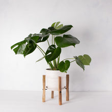 画像をギャラリービューアに読み込む, モンステラ・アダンソニー 6号 シンプルな鉢カバー&ポットスタンドセット