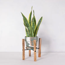 画像をギャラリービューアに読み込む, サンスベリア・ローレンティー(トラノオ) 5号 マーブル鉢カバー&ポットスタンドセット