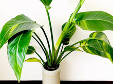 画像をギャラリービューアに読み込む, ストレリチア・オーガスタ 7号 アトリエポットカバーセット 直径27cm