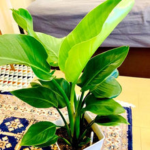 画像をギャラリービューアに読み込む, ストレリチア・オーガスタ 7号 アトリエポットカバーセット 直径27cm