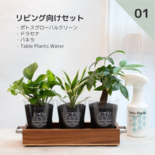 画像をギャラリービューアに読み込む, 【土を使わない観葉植物】 テーブルプランツ(Table Plants) 3種+アカシア素材ケースセット ※Water付き