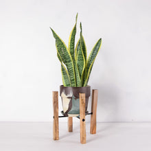 画像をギャラリービューアに読み込む, サンスベリア・ローレンティー(トラノオ) 5号 マーブル鉢カバー&ポットスタンドセット