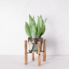 画像をギャラリービューアに読み込む, サンスベリア・ムーンシャイン 5号 マーブル鉢カバー&ポットスタンドセット