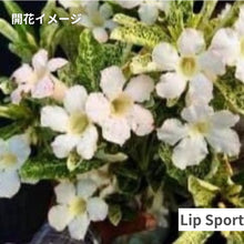 画像をギャラリービューアに読み込む, アデニウム・オベスム 6号