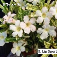 画像をギャラリービューアに読み込む, 【限定100個】アデニウム 抜き苗(裸株)