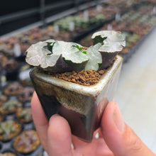 画像をギャラリービューアに読み込む, 【一点物】ハオルチア・玉扇・白熊 2号 美濃焼(四角鉢)セット