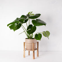 画像をギャラリービューアに読み込む, モンステラ・アダンソニー 6号 シンプルな鉢カバー&ポットスタンドセット