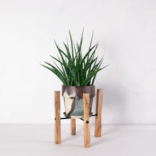 画像をギャラリービューアに読み込む, サンスベリア・ファーンウッド 5号 マーブル鉢カバー&ポットスタンドセット