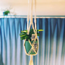 画像をギャラリービューアに読み込む, ポトス(斑入り) 6号 鉢カバーセット