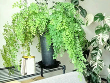 画像をギャラリービューアに読み込む, アジアンタム・フラグランス 5号 アーバンプランツポットセット