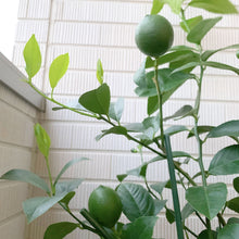 画像をギャラリービューアに読み込む, 【販売期間:6月11日まで】レモンの木 リスボン 5号 1鉢