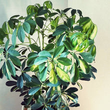 画像をギャラリービューアに読み込む, 斑入り カポック(シェフレラ) 7号 シンプル鉢カバーセット