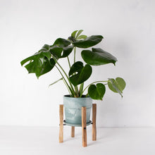 画像をギャラリービューアに読み込む, モンステラ・アダンソニー 6号 シンプルな鉢カバー&ポットスタンドセット