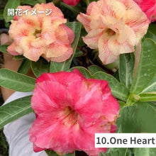 画像をギャラリービューアに読み込む, 【限定100個】アデニウム 抜き苗(裸株)