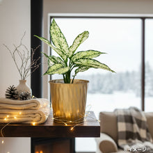 画像をギャラリービューアに読み込む, 【クリスマス限定セット】Table Plants(テーブルプランツ) アグラオネマ ※土を使わずに育てる観葉植物 ※予約商品