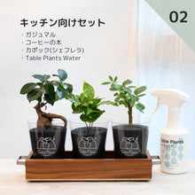画像をギャラリービューアに読み込む, 【土を使わない観葉植物】 テーブルプランツ(Table Plants) 3種+アカシア素材ケースセット ※Water付き