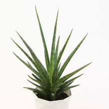 画像をギャラリービューアに読み込む, サンスベリア・シルバーニンフ 5号 マーブル鉢カバーセット