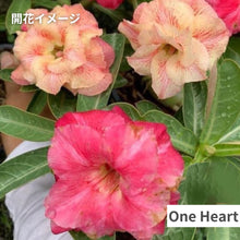 画像をギャラリービューアに読み込む, アデニウム・オベスム 6号