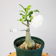 画像をギャラリービューアに読み込む, アデニウム・オベスム 6号