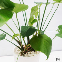 画像をギャラリービューアに読み込む, モンステラ・デリシオサ 8号 高さ約70cm〜80cm F4~5,7